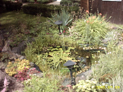Mein Großer Gartenteich im Überblick