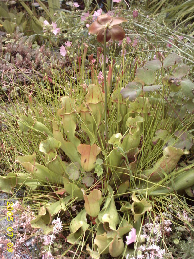 Schlauchpflanze  mit Blüte (Sarracenia purpurea)