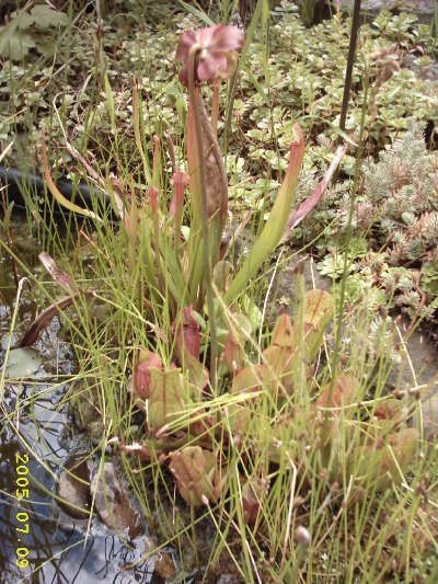Sarracenia purpurea mit Blüte (vorne), Sarracenia rupra