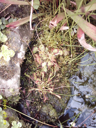 Sonnentau (Drosera rotundifolia) oben, (Drosera anlica) vorne